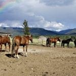 More Than Just ‘Horsing Around’